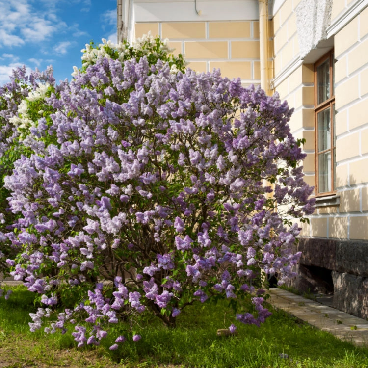 Lilac
